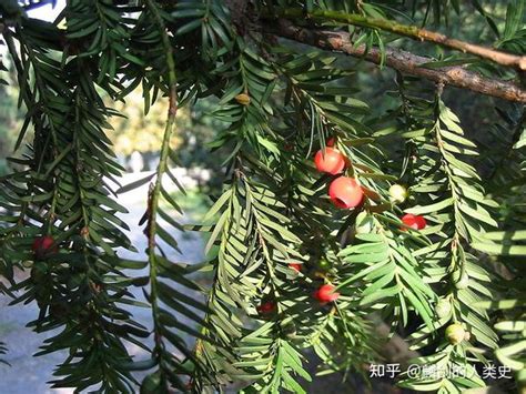 松柏植物|松柏目